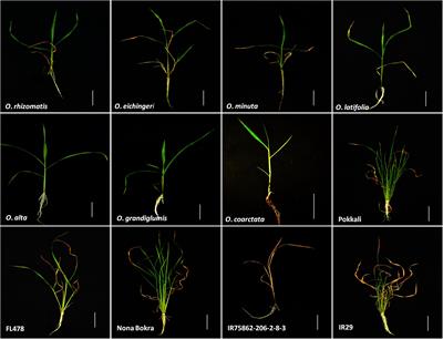 Newly Identified Wild Rice Accessions Conferring High Salt Tolerance Might Use a Tissue Tolerance Mechanism in Leaf